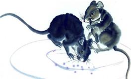 古易方2017年12月生肖鼠男士运程