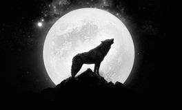 梦见被狼追赶是何寓意？