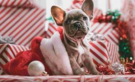 圣诞节你会遇到什么惊喜呢？