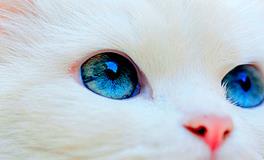 Geo老师双鱼座一周运势（1.7-1.13）