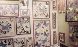 寂多蔓生金牛座一周运势（1.29-2.4）