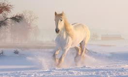 梦见这种动物就暗示你离发财不远了，你梦到过吗？