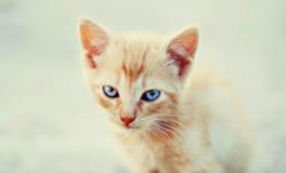 柒爸2018年2月摩羯座运势