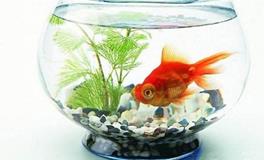 家中养鱼风水有什么讲究