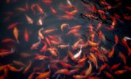 梦见自己变成鱼是什么意思？解梦结果不简单