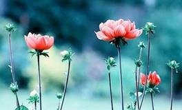 为人太过实在，容易吃亏上当的星座