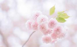 四月桃花运最强烈的星座