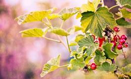 黛比弗兰克:狮子座2018年5月运势