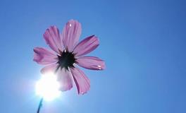 黛比弗兰克:射手座2018年5月运势