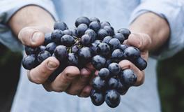 孕妇梦见吃葡萄预示着什么