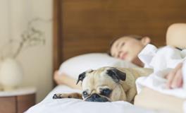 孕妇梦见蛇缠身是什么意思