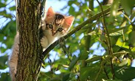 梦见猫追我是什么意思