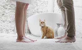 孕妇梦见猫和狗是什么意思