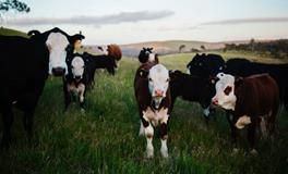 梦见牛群是什么意思