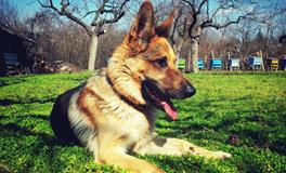 梦见狼狗是什么意思