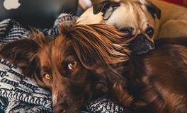 梦见虱子是什么意思