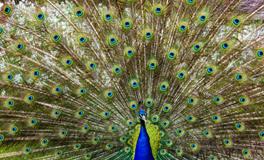 梦见孔雀开屏寓意着什么