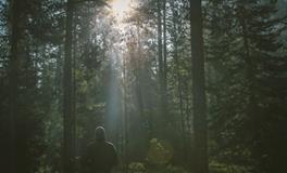 梦到大树是什么意思