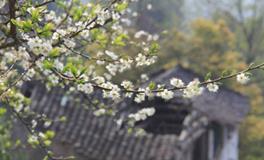 梦见扫墓是什么意思