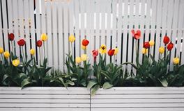 办公室养花风水禁忌