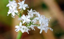 寒露的诗句，最经典的十首寒露诗词