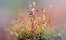 寒露养生，寒露应该吃什么？