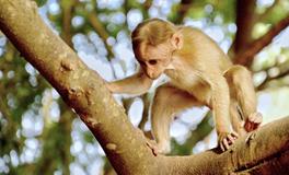 做梦梦见猴子预示什么，梦见猴子骑马意义是最好的吗？