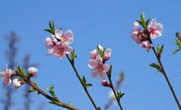 春分的诗句，最经典的十首春分诗词