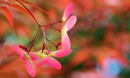 2019年春分，春分是几月几日？