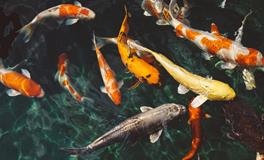 公司如何养鱼才会有利于风水