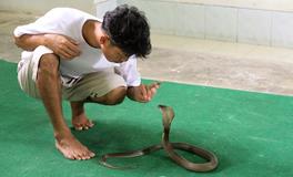 蛇进家不能打的原因是什么？