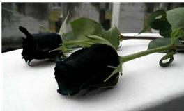 狮子座的死亡之花