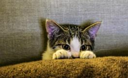 给猫起名字大全