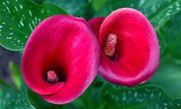 天蝎座幸运花，天蝎座的幸运花是什么