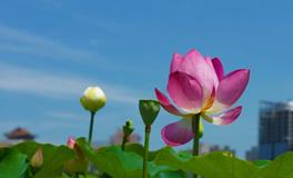 AB血型处女座的事业观