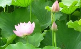 AB血型天秤座的事业观