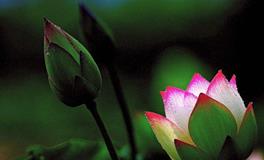 B血型天蝎座的事业观