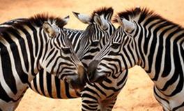 AB血型水瓶座的事业观