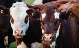 梦见牛是什么意思？