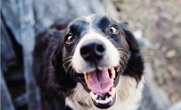 做梦梦到一群狗