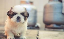 孕期梦见狗是什么意思