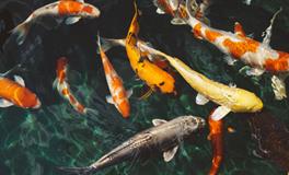 女人梦见抓很多小鱼