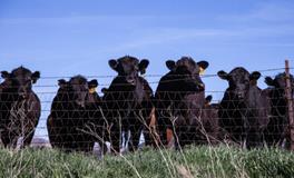 男人梦见牛是什么意思