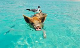 梦见自己杀猪是什么意思