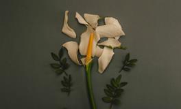 梦到肚子里好多蛇