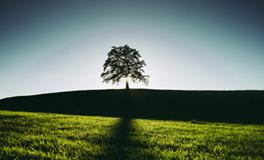 梦见两条不同颜色的蛇