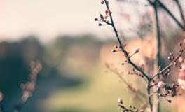 女人做梦梦到蛇好不好