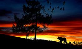 怀孕梦见大蛇是什么意思