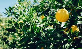 梦到蛇爬到身上