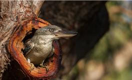 梦见蛇掉到自己身上